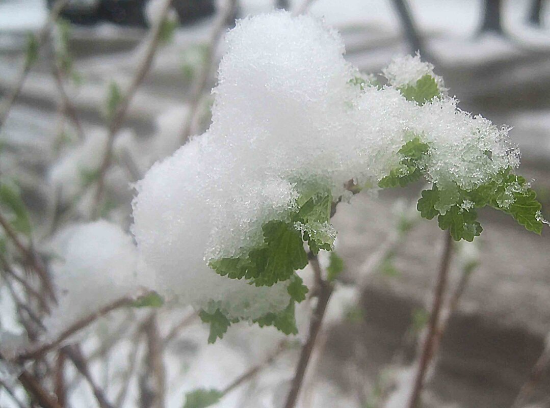 Зима в апреле 21-го года - Елена Семигина