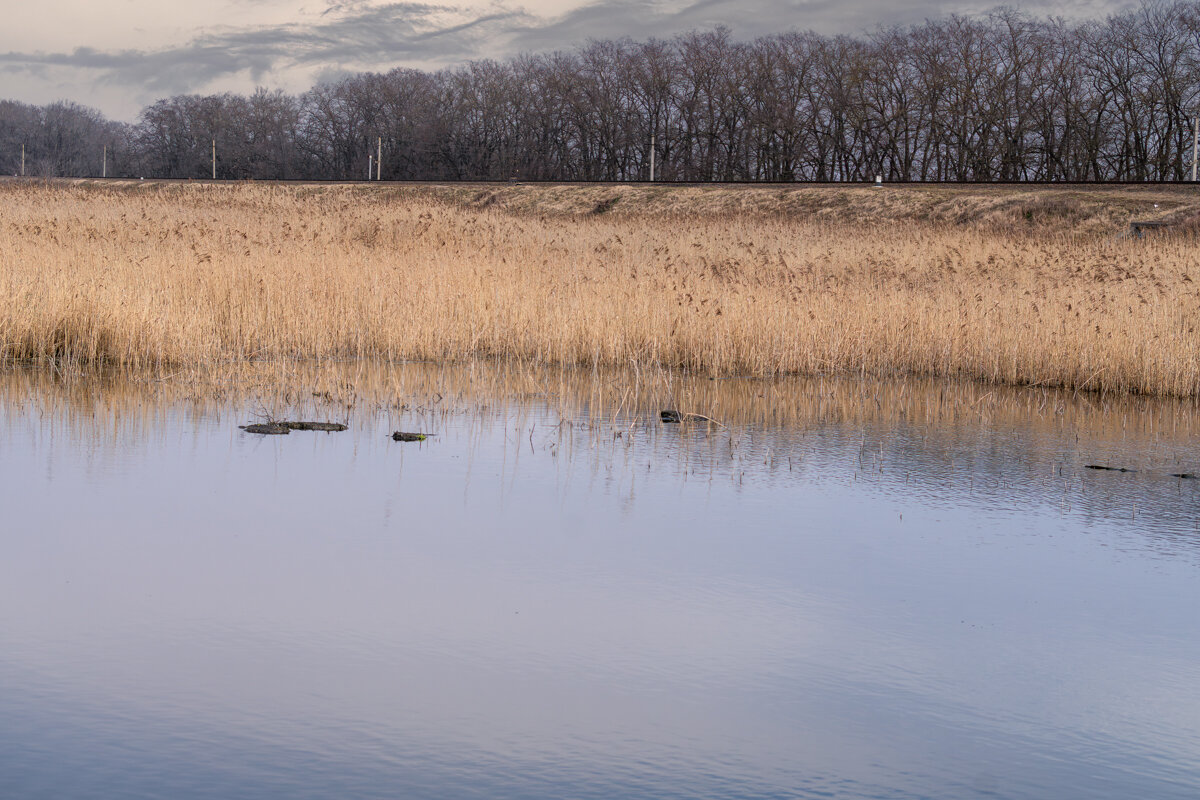 Болото - Игорь Сикорский