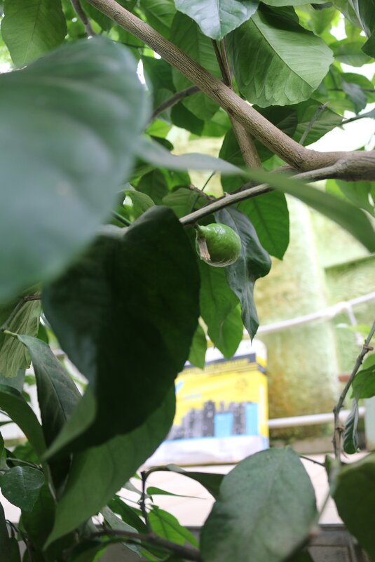 Заполярные лимон - Ольга Заполярные лимон - Ольга