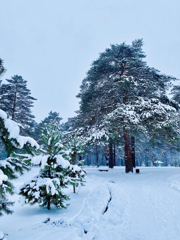 Снежное великолепие - Вера Феофелактова