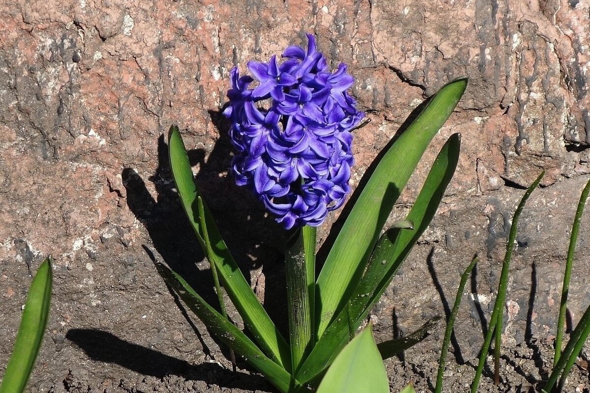 Гиацинт - Рита Симонова Гиацинт - Рита Симонова