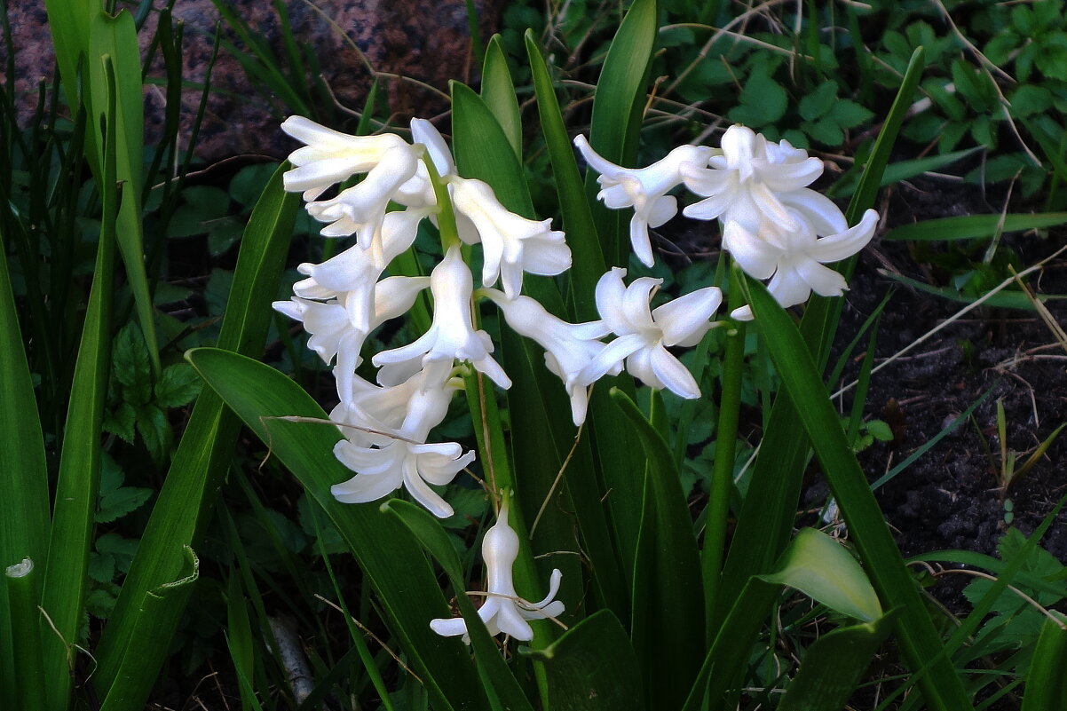 Гиацинт - Рита Симонова