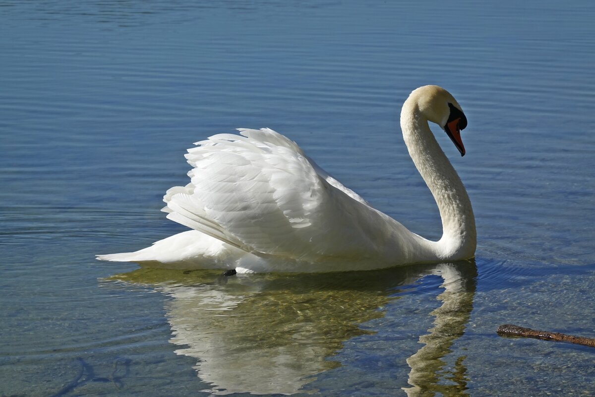 Прекрасное создание природы! ... - Галина Прекрасное создание природы! ... - Галина