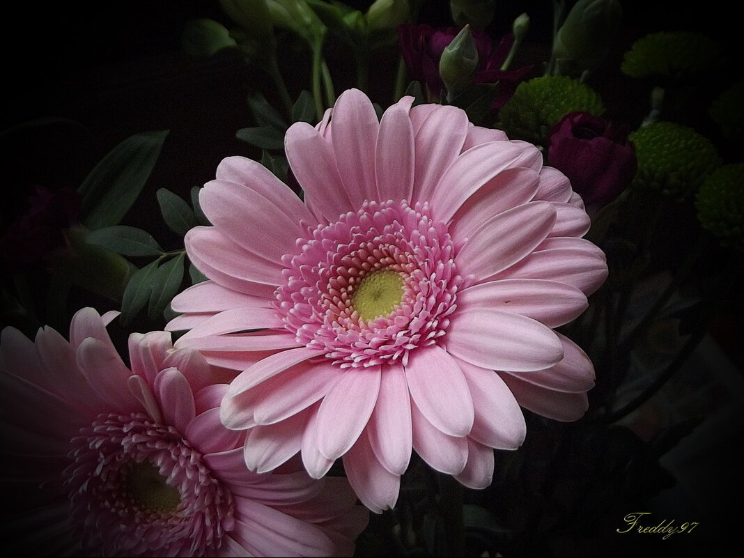 Герберы - Freddy 97