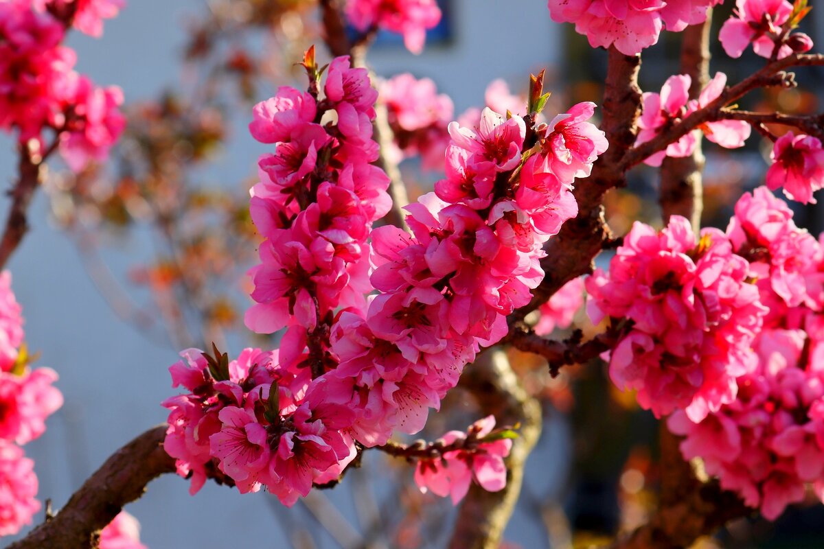 Персиков цветение - Юрий. Шмаков Персиков цветение - Юрий. Шмаков