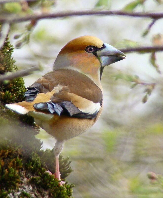 дубонос - gawrilа - dan