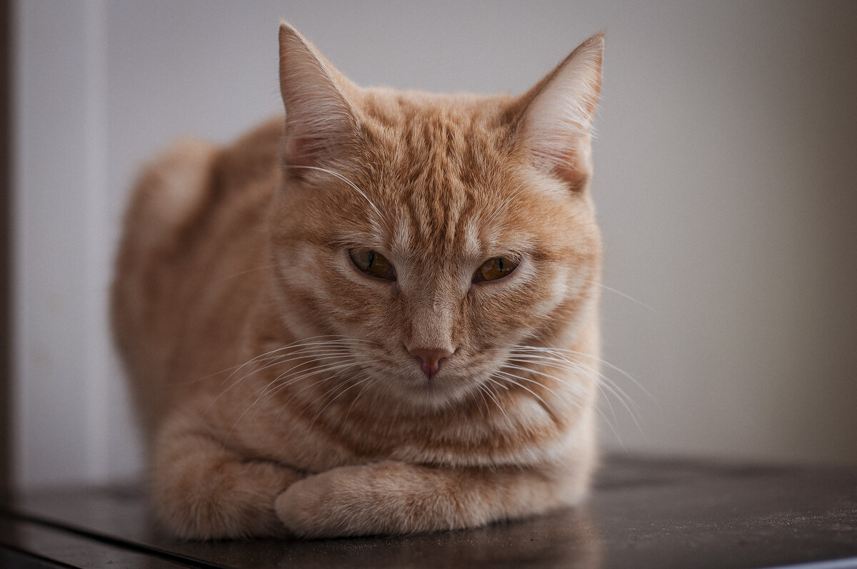 Моя рыжая красавица. - Вадим Басов