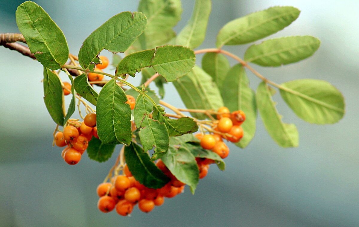 Кисть рябины - Светлана SvetNika17