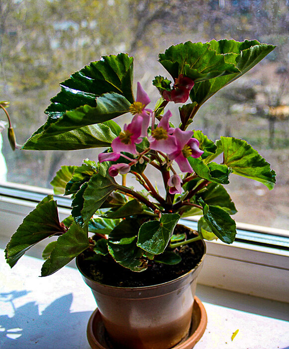 Бегония - Светлана SvetNika17