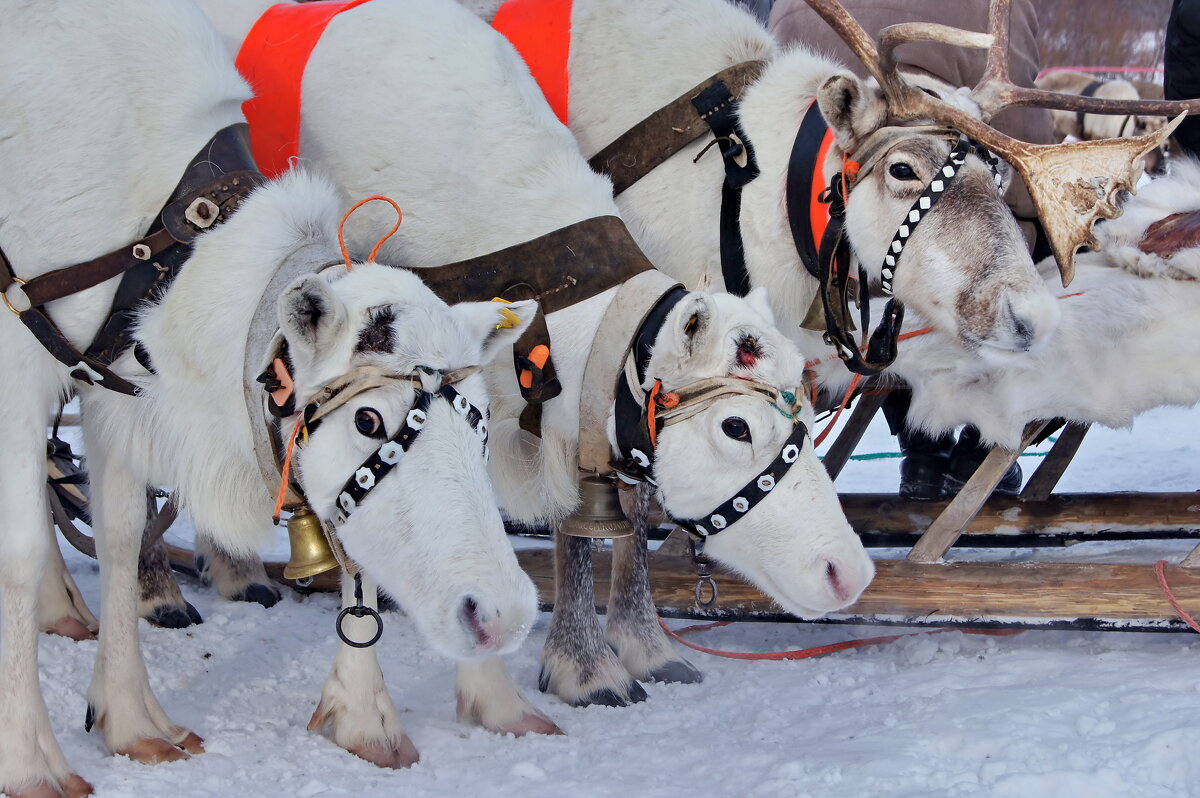 Северные олени на празднике Севера в Мурманске. - Любовь Овсянкина