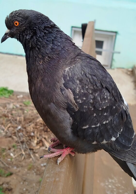 Гуль попрошайка - светлана льдокова Гуль попрошайка - светлана льдокова