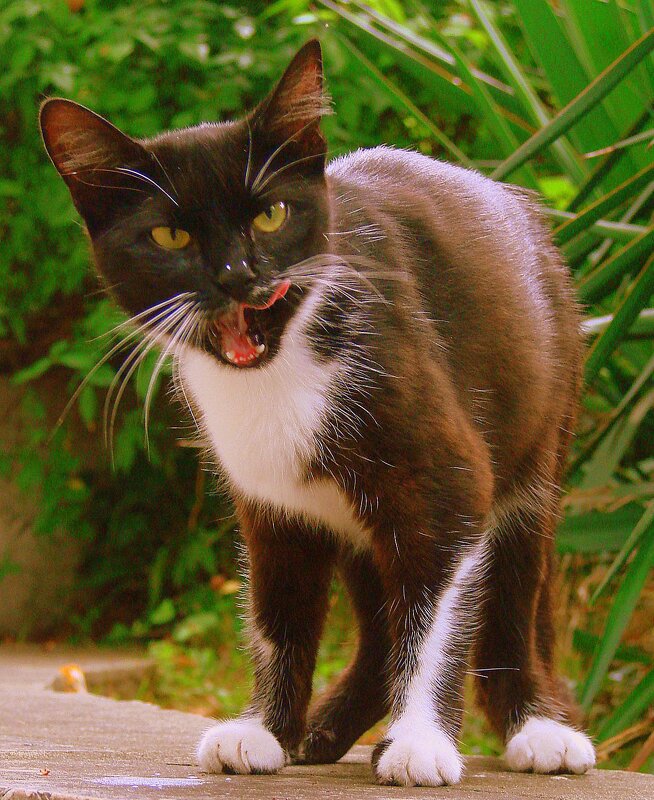 Охотник вышел на охоту - Сергей М Охотник вышел на охоту - Сергей М