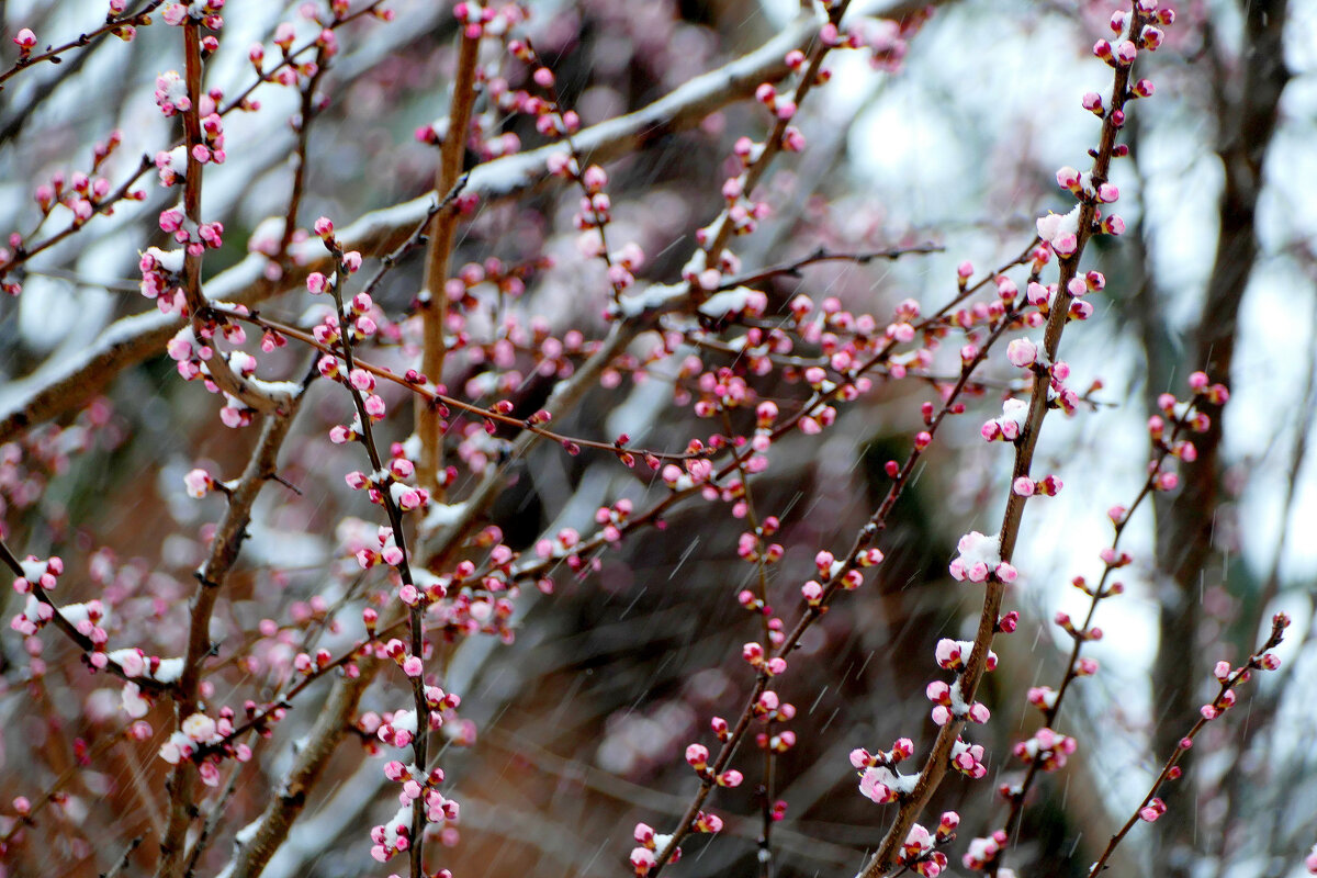 апрельская флора под снегом 1 - Александр Прокудин апрельская флора под снегом 1 - Александр Прокудин