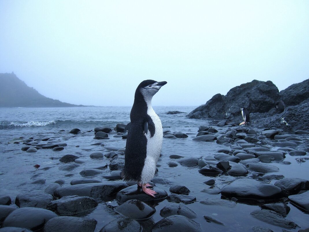 - Я фотомодель! - unix (Илья Утропов) - Я фотомодель! - unix (Илья Утропов)