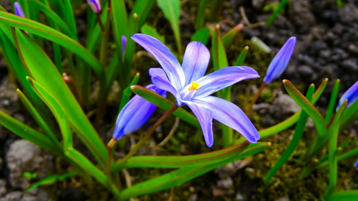 Цветы на городских клумбах. - Милешкин Владимир Алексеевич Цветы на городских клумбах. - Милешкин Владимир Алексеевич