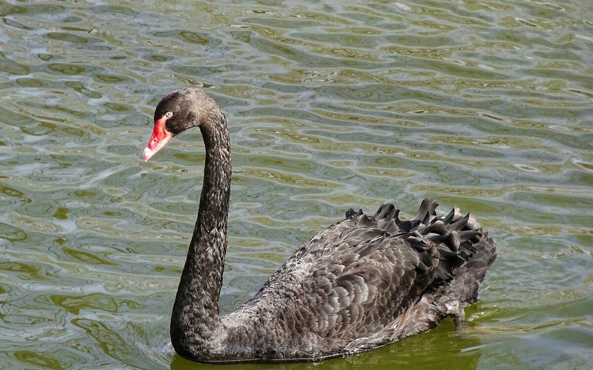 Чёрный лебедь городского сада. - Милешкин Владимир Алексеевич Чёрный лебедь городского сада. - Милешкин Владимир Алексеевич