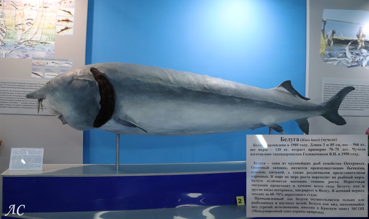 Муляж белуги - Любовь Сахарова Муляж белуги - Любовь Сахарова