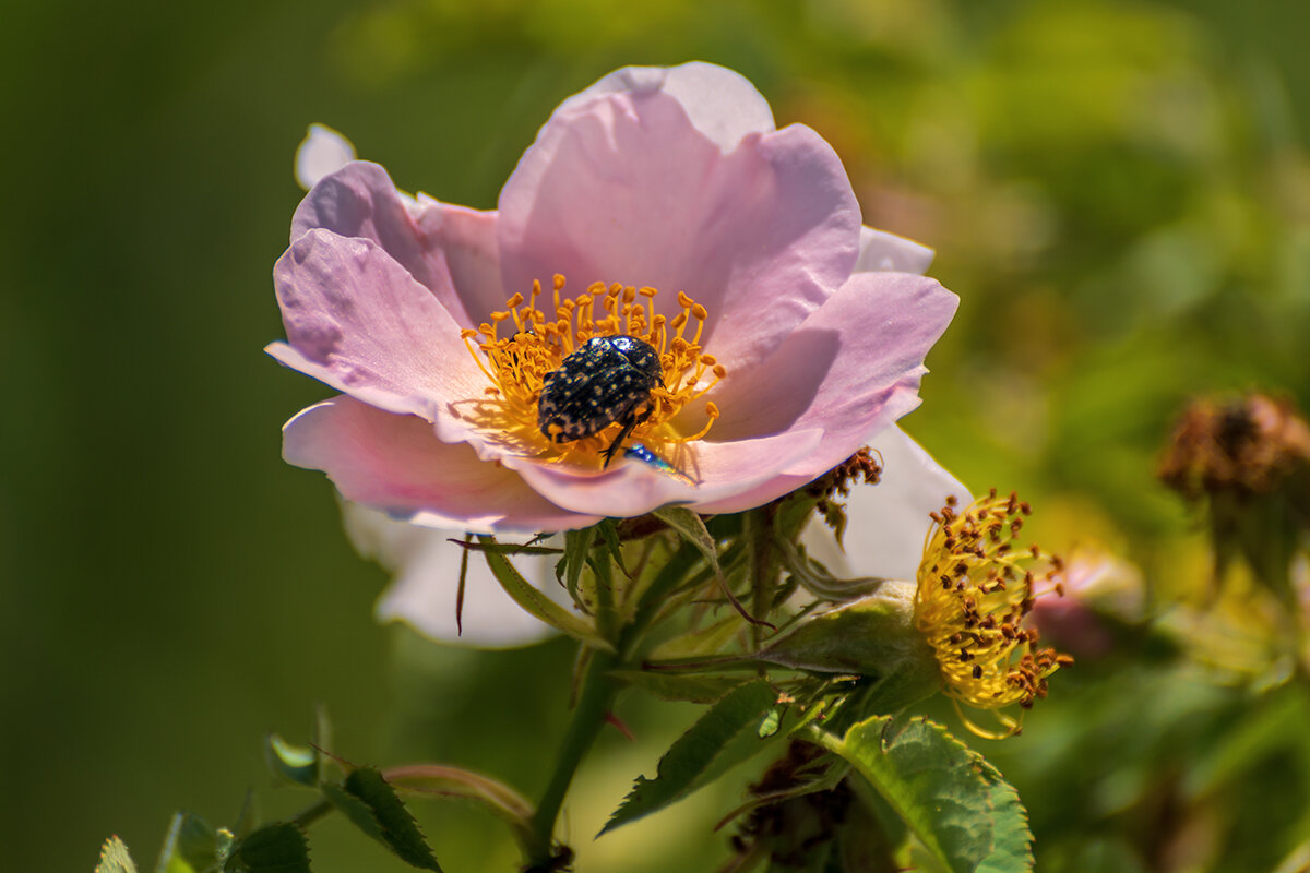 Шиповник - Игорь Сикорский Шиповник - Игорь Сикорский