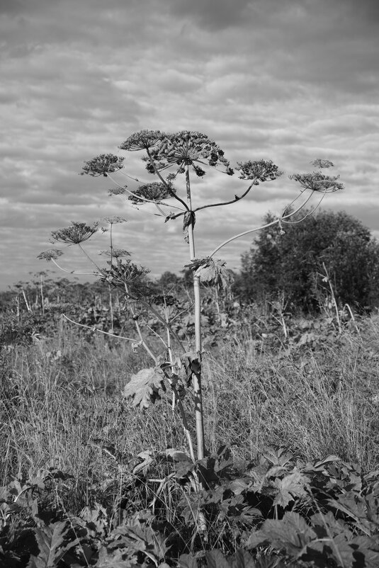 Название отсутствует - Денис Безногов Название отсутствует - Денис Безногов