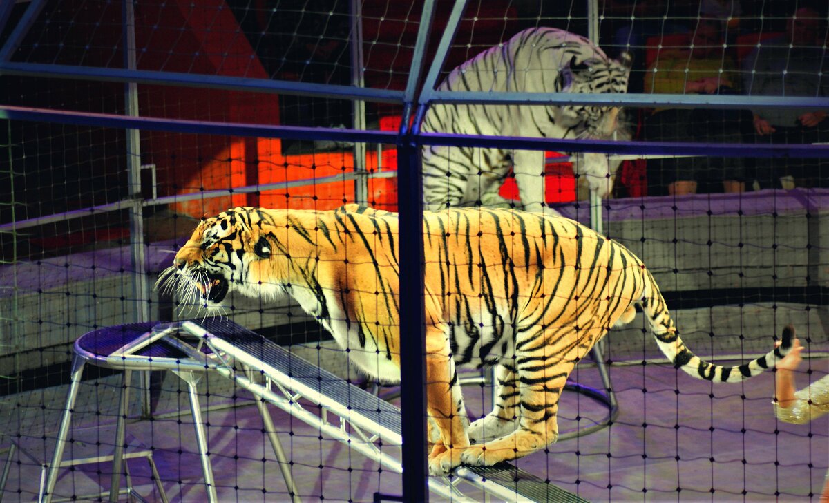 Тигр готовится к прыжку. - Александр Владимирович Никитенко Тигр готовится к прыжку. - Александр Владимирович Никитенко