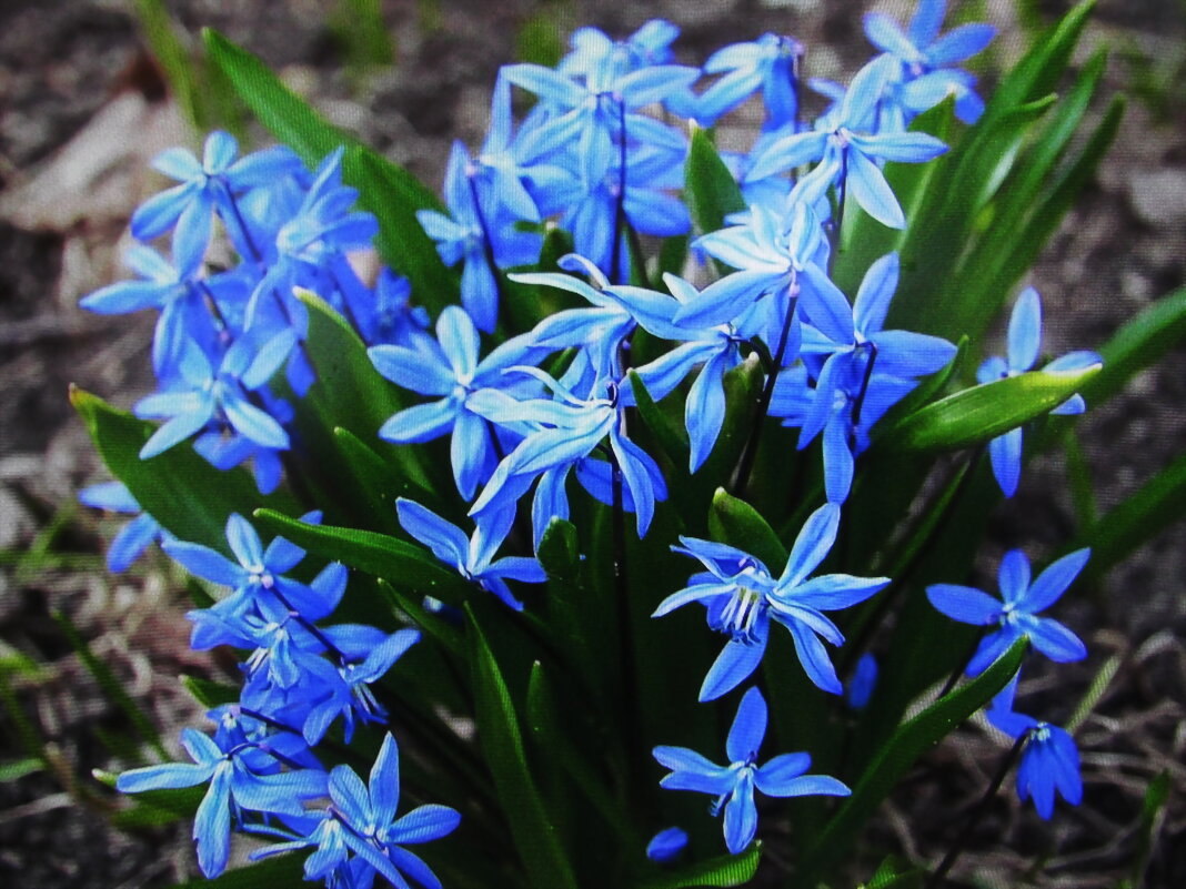Букет в саду - Людмила Смородинская Букет в саду - Людмила Смородинская