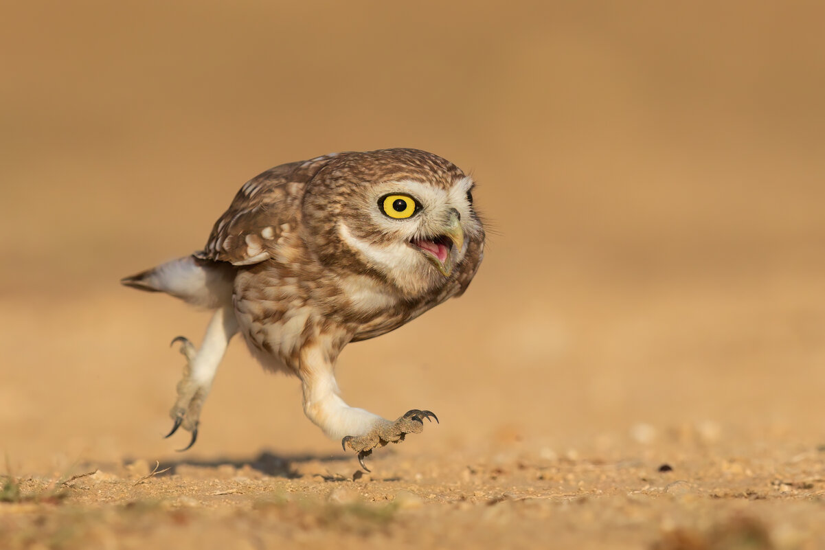 Дорогу осилит идущий - Евгений Фруман Дорогу осилит идущий - Евгений Фруман