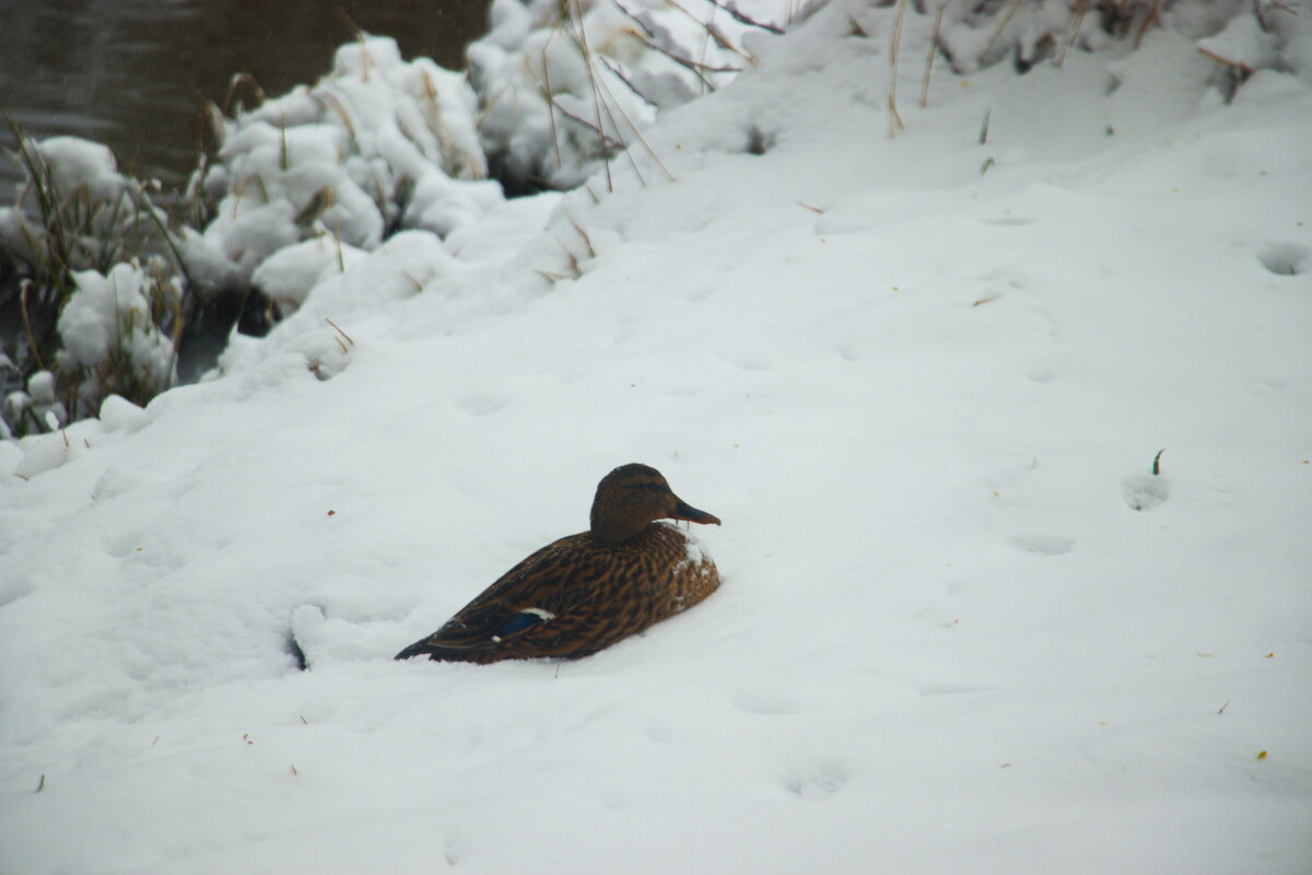 бедные уточки - Владимир Зырянов