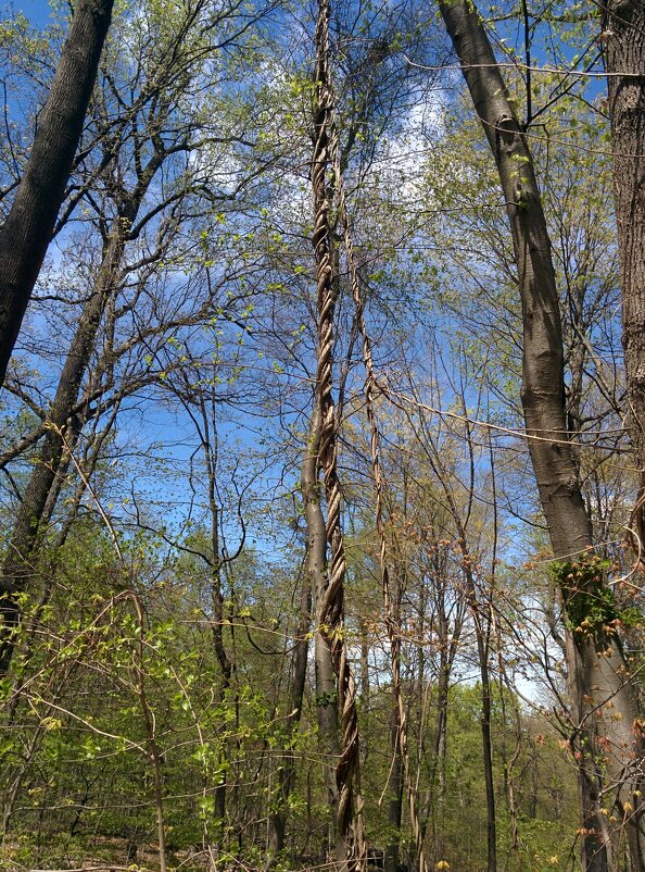 " - Светлана Хращевская