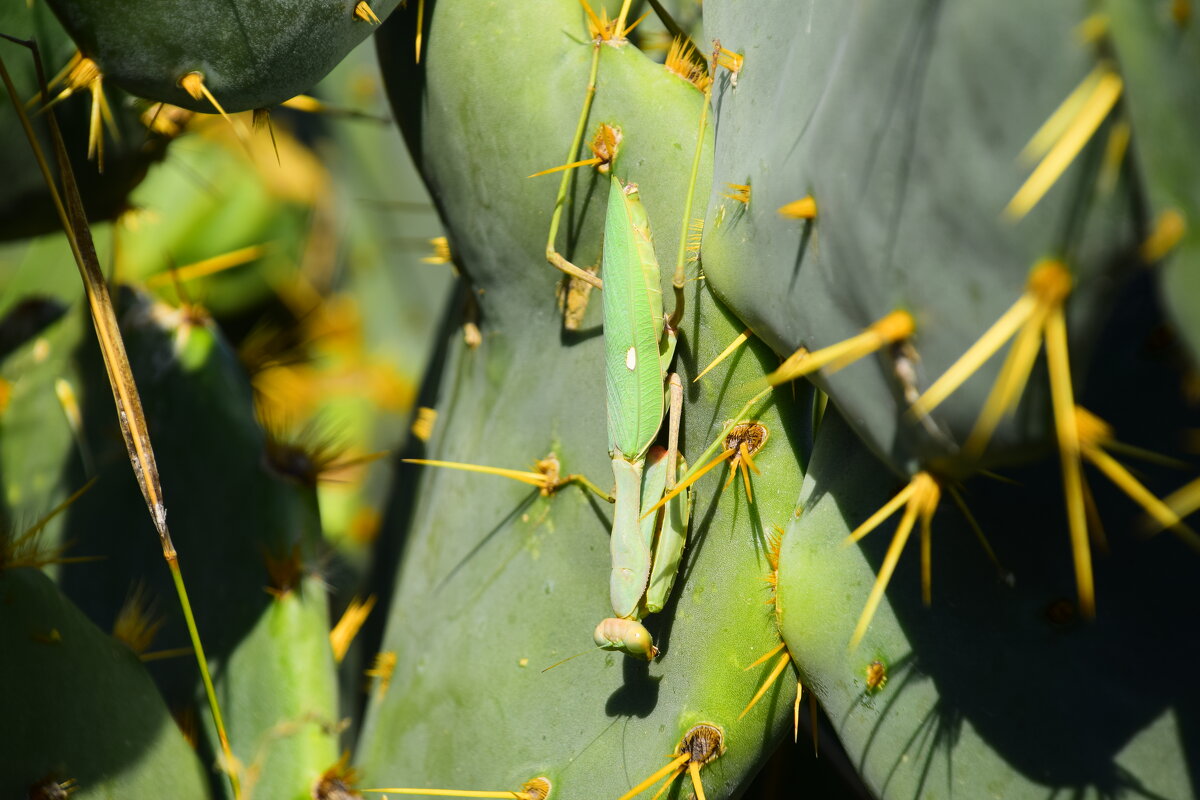 Богомол на кактусе - Oleg4618 Шутченко Богомол на кактусе - Oleg4618 Шутченко