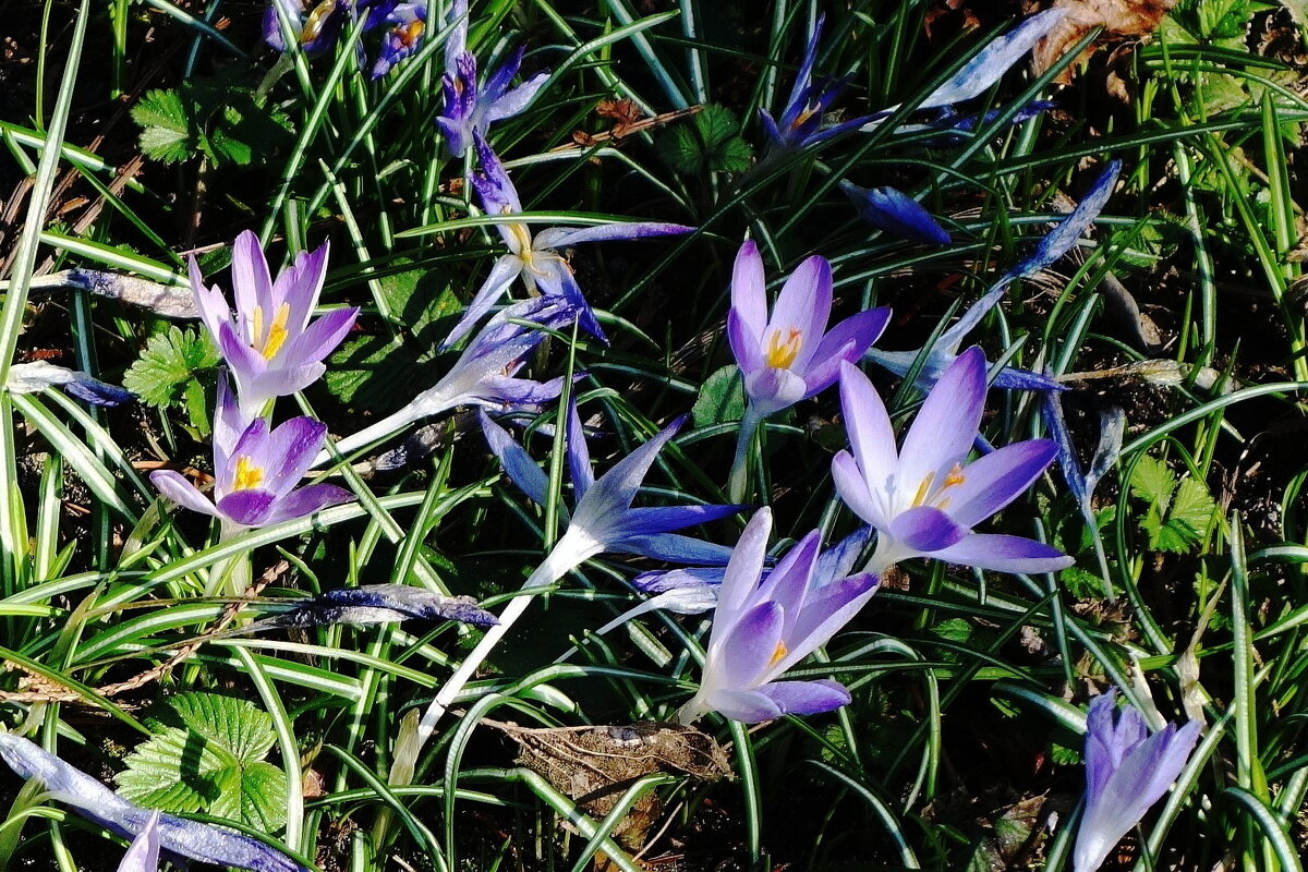 Крокус (шафран) - Рита Симонова
