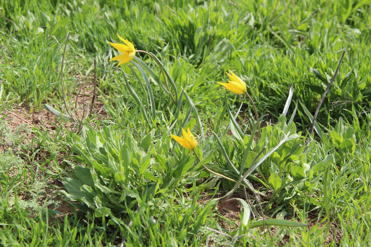 Весна. - Виктор 