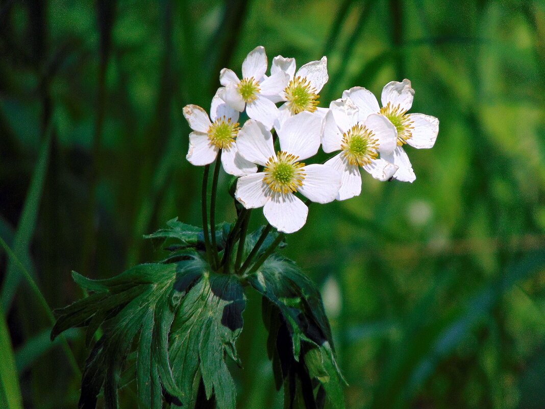 Лесные анемоны. - nadyasilyuk Вознюк