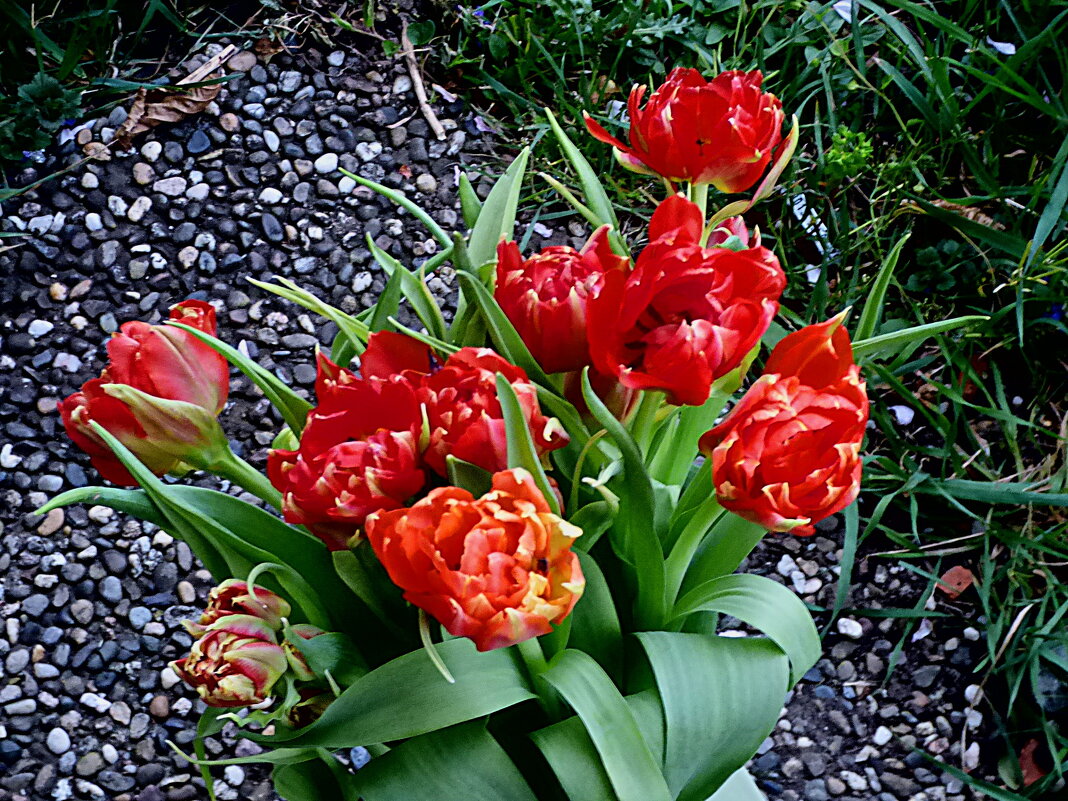 МАХРОВЫЕ ТЮЛЬПАНЫ - Елена Куприянова МАХРОВЫЕ ТЮЛЬПАНЫ - Елена Куприянова