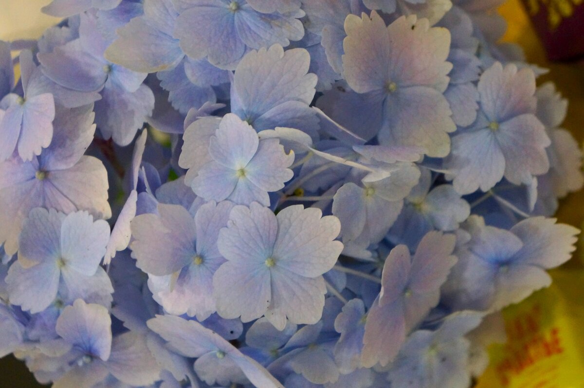 * * * - Алёна Савина * * * - Алёна Савина