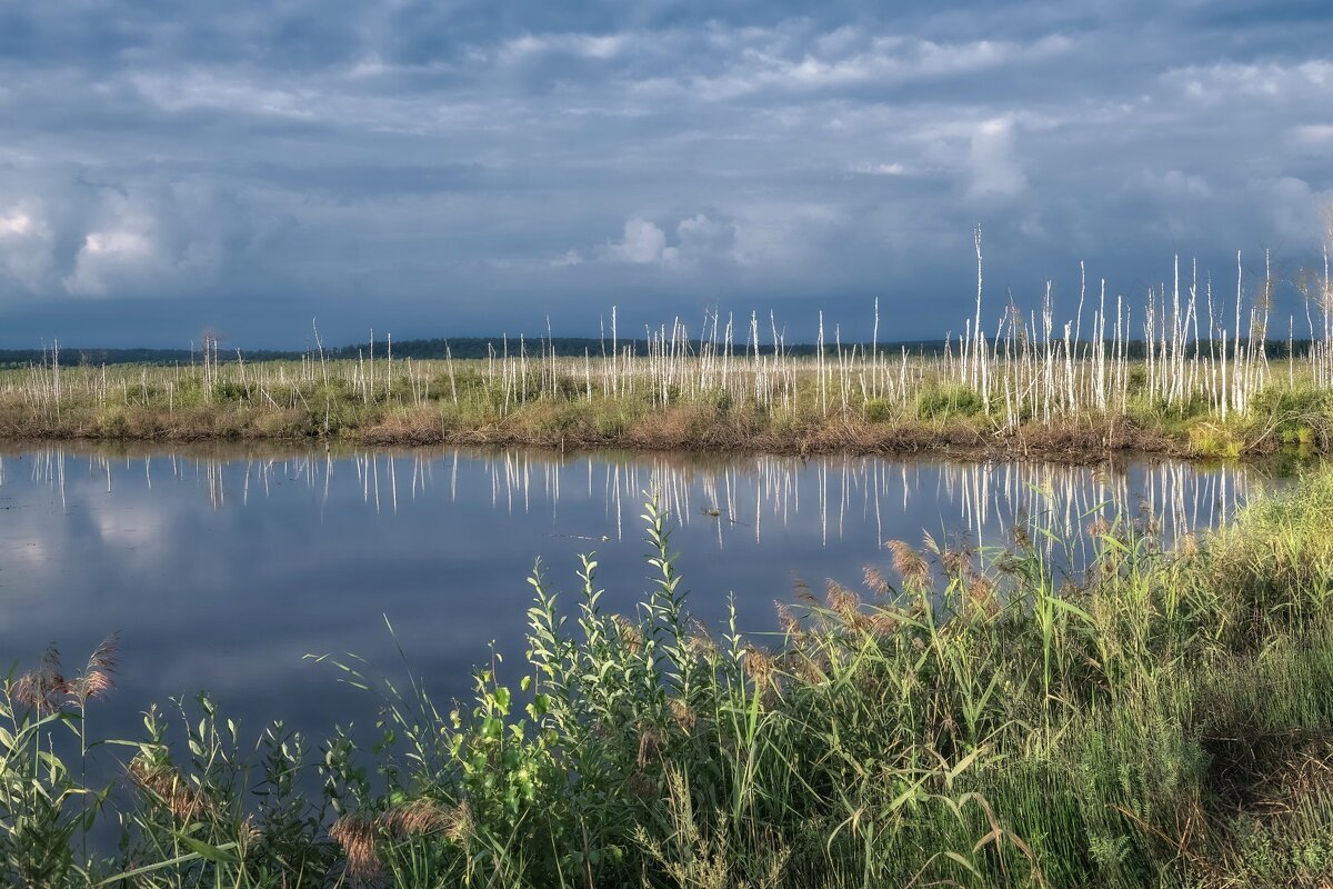 Рассвет на болоте - Марина Фомина.