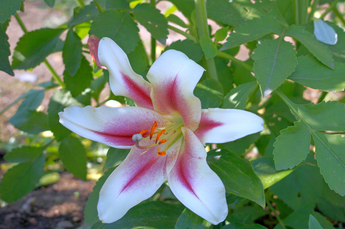 Лилия - Мишель71 