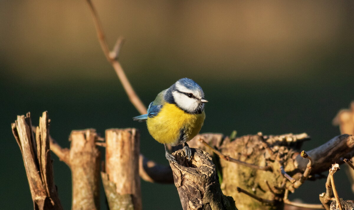 -- - vladimir -- - vladimir