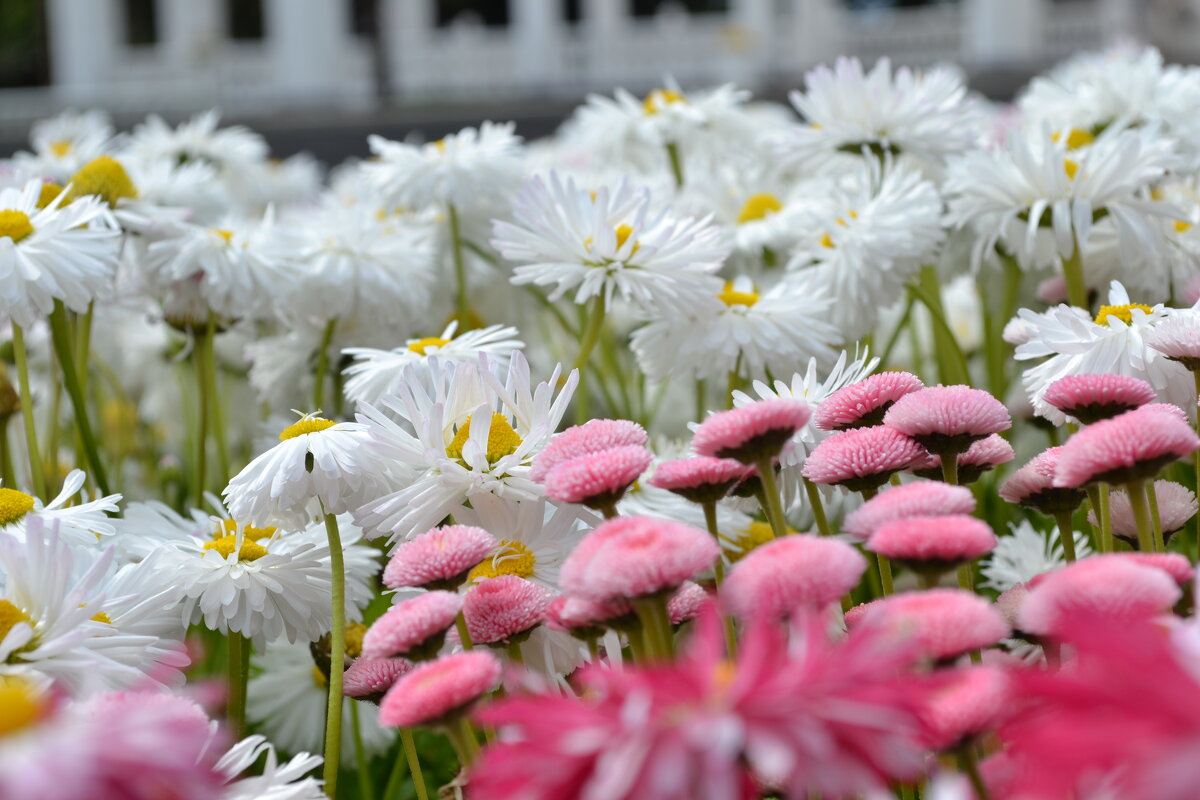 Крымские  маргаритки - Ольга 