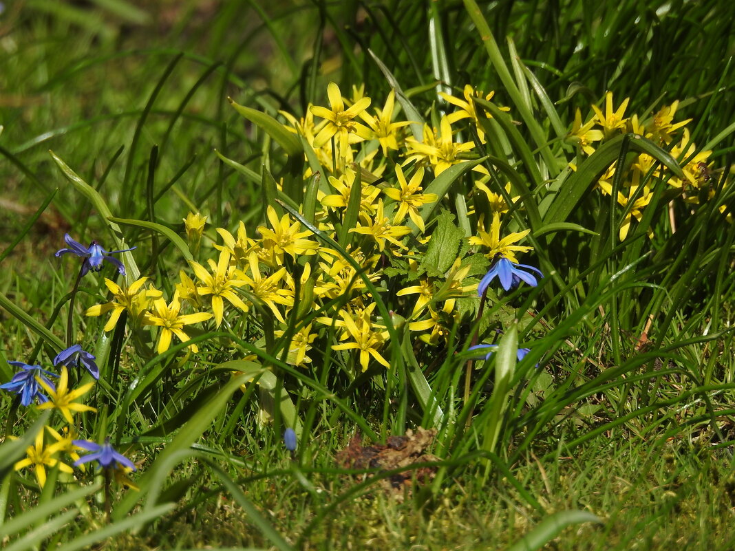 весна - ИННА ПОРОХОВА