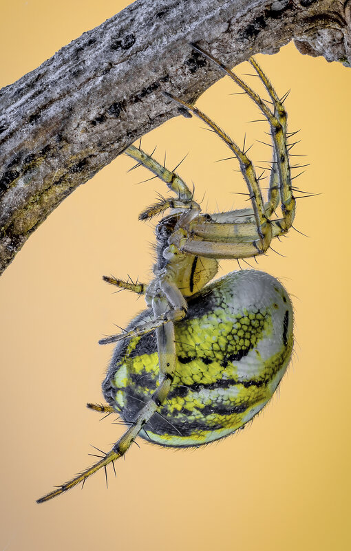 Паук Мангора акалифа.( Mangora acalypha). - Александр Григорьев Паук Мангора акалифа.( Mangora acalypha). - Александр Григорьев