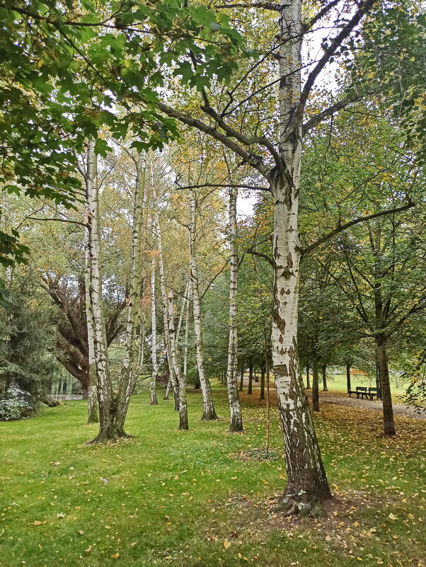 Берёзы - Sergey Grim