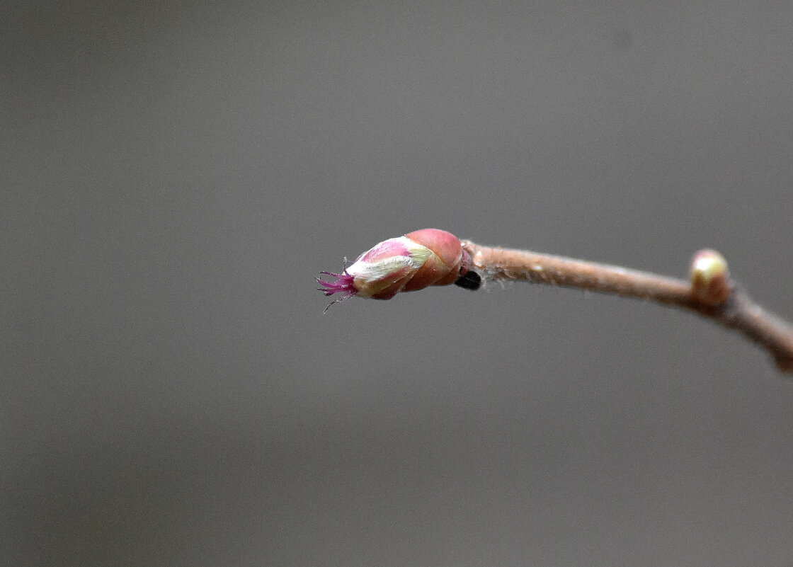 Лещина цветет - Алексей . Лещина цветет - Алексей .