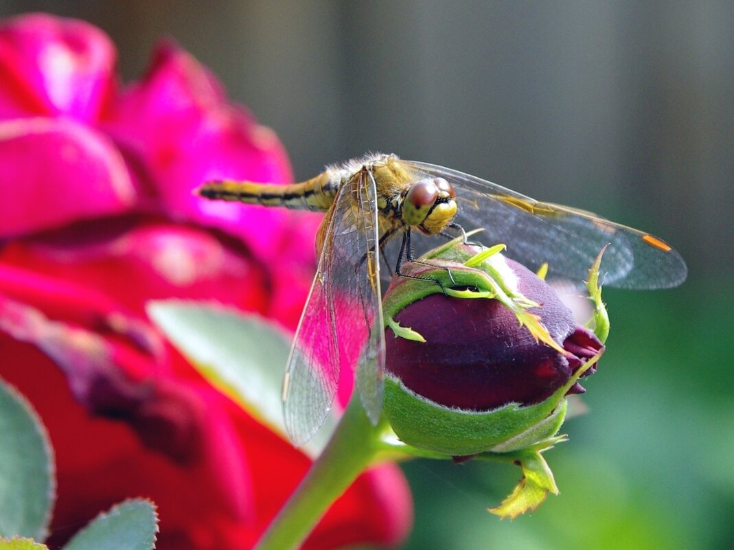 Стрекоза - Сергей Швечков