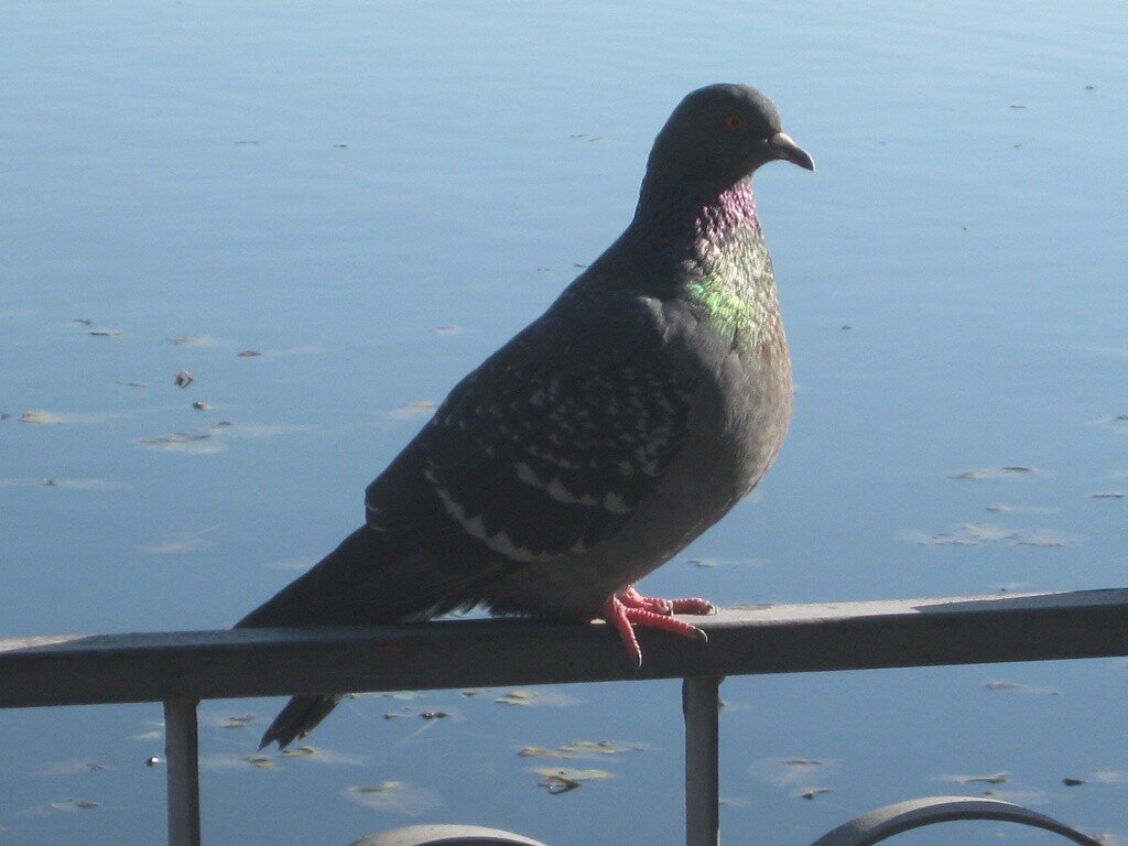 Голубок - Дмитрий Никитин