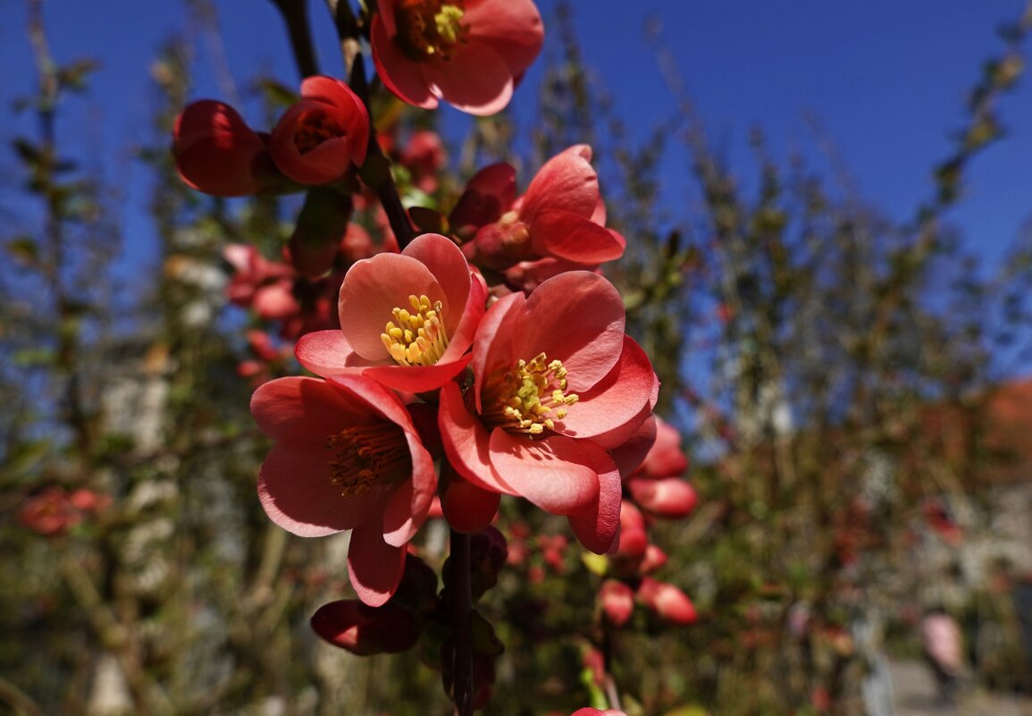"Айвы японской цветы красивы, Восходом солнца пылают ярко..." - Галина 