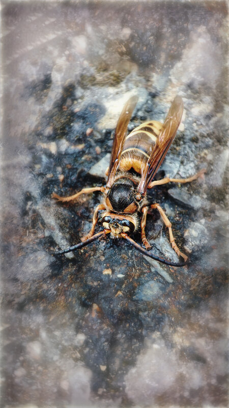 ОС - AZ east3 ОС - AZ east3