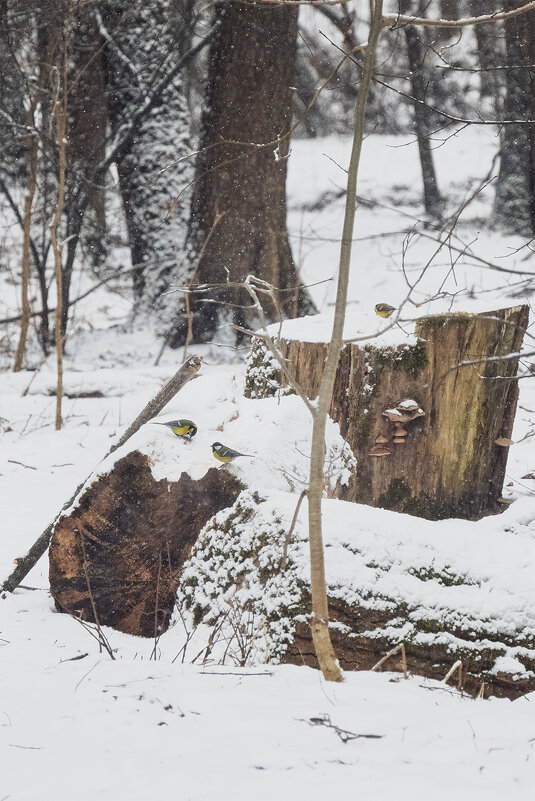 Посиделки - Michel 