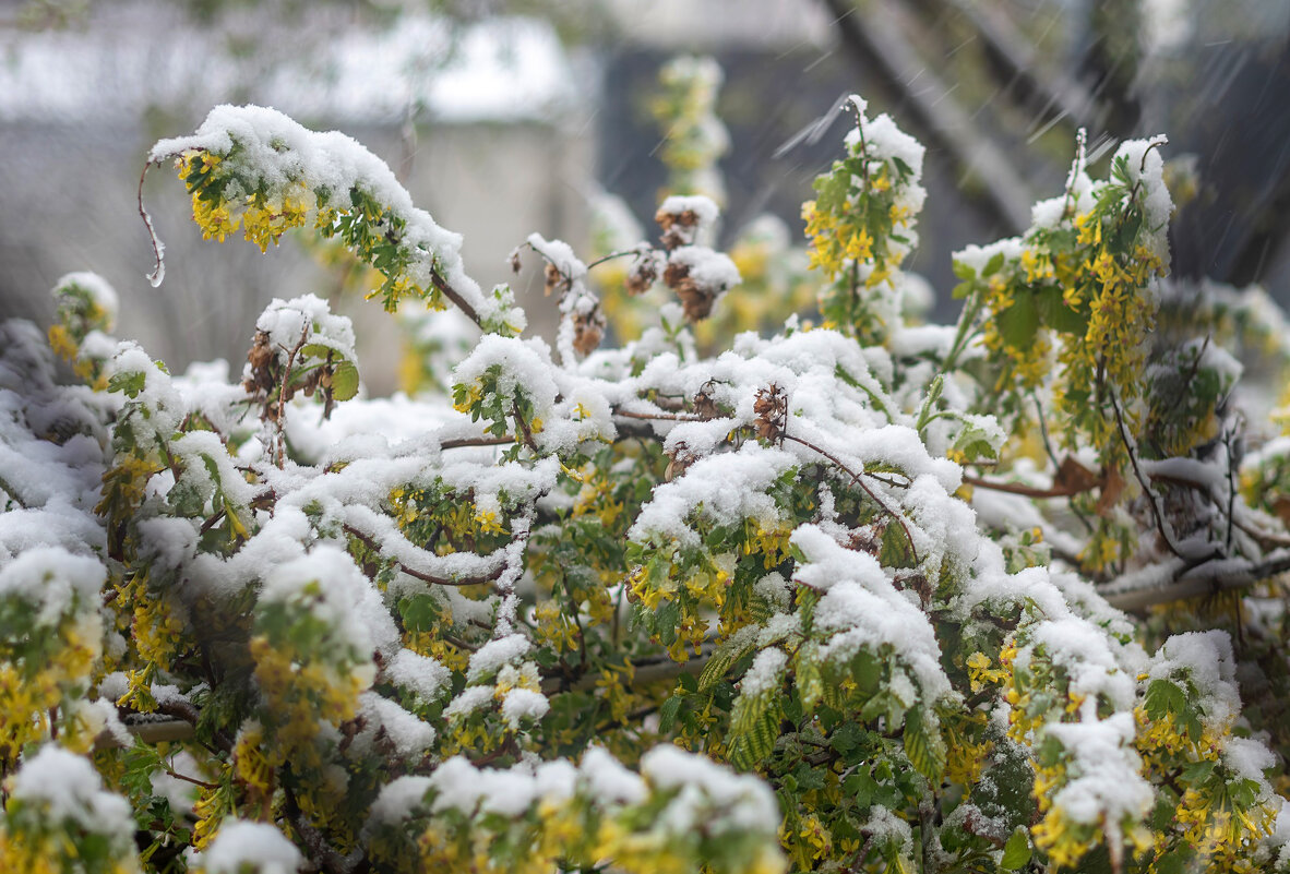 Цветы и снег - Геннадий Б Цветы и снег - Геннадий Б