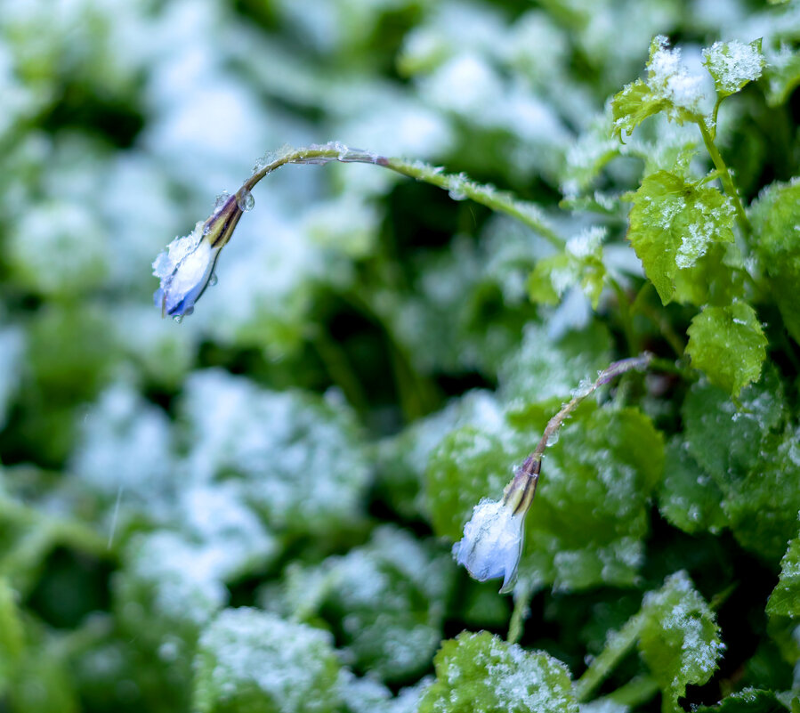 Коротко о погоде 7апреля 2025года - Геннадий Б Коротко о погоде 7апреля 2025года - Геннадий Б