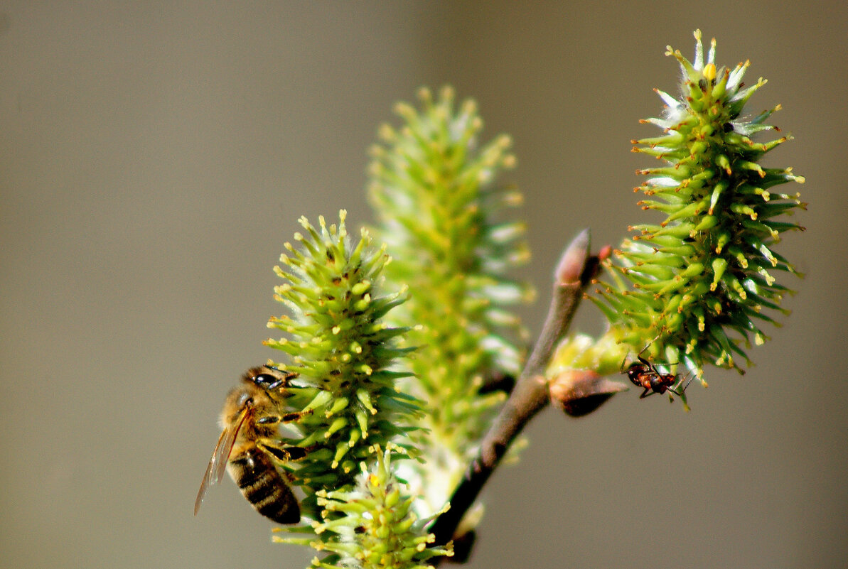 начало апреля 5 - Александр Прокудин начало апреля 5 - Александр Прокудин